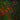 Immunofluorescent analysis of rat brain section stained with rabbit pAb to tyrosine hydroxylase, RPCA-TH, dilution 1:10,000, in red and costained with mouse mAb to pNF-H, <a href="http://encorbio.com/product/mca-ah1" target="_blank" rel="noopener">MCA-AH1</a>, dilution 1:1,000 in green. The blue is Hoechst staining of nuclear DNA. Following transcardial perfusion of rat with 4% paraformaldehyde, brain was post fixed for 24 hours, cut to 45μM, and free-floating sections were stained with the abo