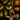 Immunofluorescent analysis of HeLa cells stained with rabbit pAb to annexin A5, RPCA-ANXA5, dilution 1:3,000 in red, and costained with mouse mAb to β-tubulin, <a href="http://encorbio.com/product/mca-4e4" target="_blank" rel="noopener">MCA-4E4</a>, dilution 1:5,000 in green. The blue is Hoechst staining of nuclear DNA. Left: Hela cells grown under normal conditions. Right: HeLa cells treated with 15mM Pentoxifyline for 24 hours. Annexin A5 is membrane associated and concentrated in blebs,