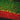 Immunofluorescent analysis of rat cerebellum section stained with chicken pAb to calbindin, CPCA-Calb, dilution 1:2,000, in green, and costained with rabbit pAb to MeCP2, <a href="http://encorbio.com/products/rpca-MeCP2" target="_blank" rel="noopener">RPCA-MeCP2</a>, dilution 1:5,000, in red. Following transcardial perfusion with 4% paraformaldehyde, brain was post fixed for 24 hours, cut to 45μM, and free-floating sections were stained with above antibodies. Calbindin, often used as a Purkinje