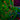 Immunohistological analysis of brain stem section stained with rabbit pAb to laminin, RPCA-Laminin, dilution 1:1,000 in red, and costained with chicken pAb to myelin basic protein (MBP), <a href="http://encorbio.com/products/cpca-mbp/"  target="_blank" rel="noopener">CPCA-MBP</a>, dilution 1:5,000 in green. The blue is DAPI staining of nuclear DNA. Following transcardial perfusion of rat with 4% paraformaldehyde, brain was post fixed for 24 hours, cut to 45μM, and free-floating sections were sta
