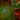 Immunofluorescent analysis of cortical neuron-glial cell culture from E20 rat stained with mouse mAb to aldehyde dehydrogenase 1-L1 (ALDH1L1), MCA-2E7, dilution 1:1,000 in red, and costained with chicken pAb to GFAP, <a href="http://encorbio.com/cpca-gfap" target="_blank" rel="noopener">CPCA-GFAP</a>, dilution 1:5,000 in green. The blue is Hoechst staining of nuclear DNA. The MCA-2E7 antibody produces cytoplasmic staining of glial cells, while the CPCA-GFAP antibody labels the intermediate filam