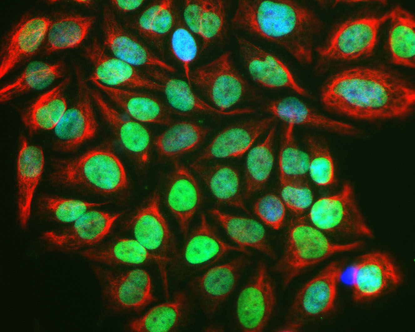 Mouse Monoclonal Antibody to cFOS Cat MCA2H2 EnCor Biotechnology