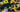 5 Channel 3T3 cell image: DNA, actin, tubulin, HSP60 and fibrillarin