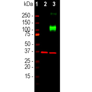 Rabbit Polyclonal Antibody to Adenylate Cyclase III (ACIII, AC111, AC3), Cat# RPCA-ACIII