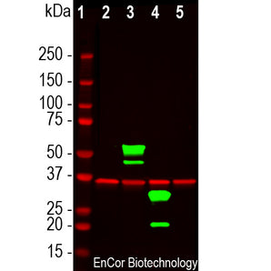 Chicken Polyclonal Antibody to mCherry, Cat# CPCA-mCherry