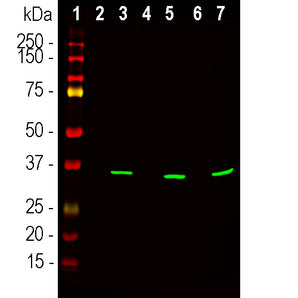 Western blot analysis of lysates of cell fractions probed with mouse mAb to fibrillarin, MCA-38F3, dilution 1:500 in green:  [1] protein standard, [2] C6 cytosol, [3] C6 nuclear, [4] HEK293 cytosol, [5] HEK293 nuclear, [6] NIH-3T3 cytosol and [7] NIH-3T3 nuclear fractions. The band at 37kDa corresponds to the fibrillarin protein detected exclusively in the nuclear fractions.