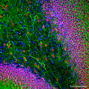 Chicken Polyclonal Antibody to FOX3/NeuN (Rbfox3, Hrnbp3) Cat# CPCA-FOX3