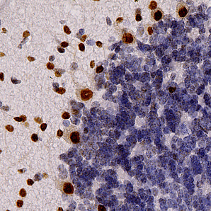 Chicken Polyclonal Antibody to FOX2, Cat# CPCA-FOX2
