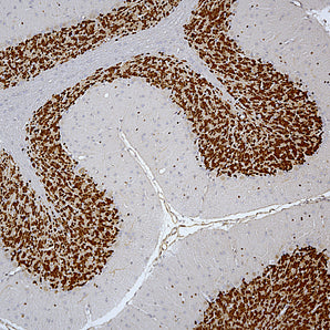 Chicken Polyclonal Antibody to FOX3/NeuN (Rbfox3, Hrnbp3, A6nfn3), Cat# CPCA-FOX3