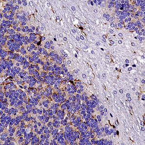 Chicken Polyclonal Antibody to IBA1 (Allograft Inflammatory Factor 1), Cat# CPCA-IBA1