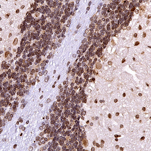 Chicken Polyclonal Antibody to Lamin A/C, Cat# CPCA-LaminAC