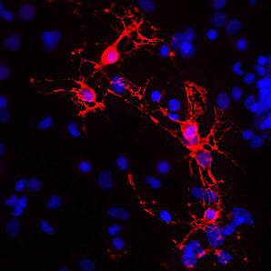 Chicken Polyclonal Antibody to MBP Cat# CPCA-MBP