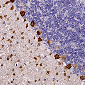 Chicken Polyclonal Antibody to Parvalbumin, Cat# CPCA-Pvalb