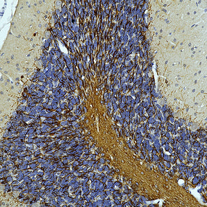 Goat Polyclonal Antibody to CNP, Cat# GPCA-CNP