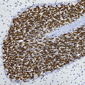 Goat Polyclonal Antibody to FOX3/NeuN (Rbfox3, Hrnbp3, A6nfn3), Cat# GPCA-FOX3