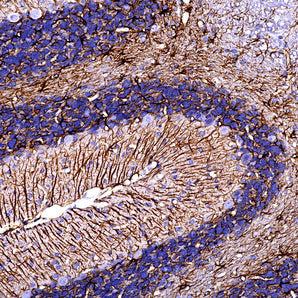 Goat Polyclonal Antibody to Glial Fibrillary Acidic Protein (GFAP), Cat# GPCA-GFAP