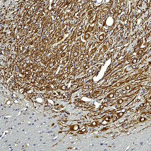 Goat Polyclonal Antibody to Microtubule Associated Protein MAP2AB (MAP2), Cat# GPCA-MAP2AB