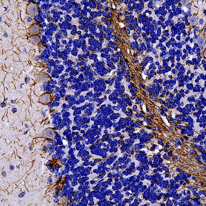 Goat Polyclonal Antibody to Neurofilament NF-H (Nfh, NEFH), Cat# GPCA-NF-H