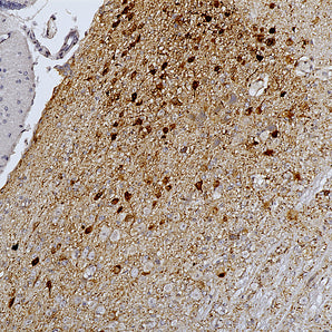Goat Polyclonal Antibody to mCherry, Cat# GPCA-mCherry