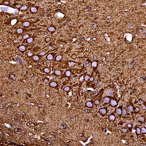 Mouse Monoclonal Antibody to β-Tubulin, Cat# MCA-1B12