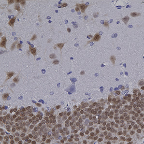 Mouse Monoclonal Antibody to FOX3/NeuN (Rbfox3, Hrnbp3) Cat# MCA-1B7