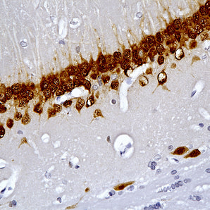 Mouse Monoclonal Antibody to FOX3/NeuN (Rbfox3, Hrnbp3, A6nfn3), Cat# MCA-1B7