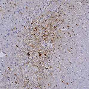 Mouse Monoclonal Antibody to mCherry Cat# MCA-1C51