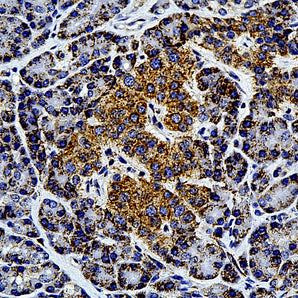 Mouse Monoclonal Antibody to Heat Shock Protein 60 (HSP60), Cat# MCA-1C7