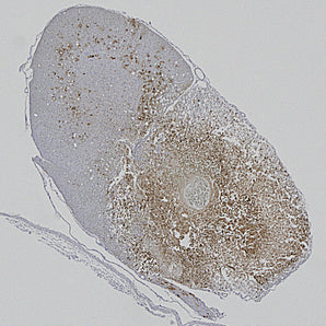 Mouse Monoclonal Antibody to Neurofilament NF-L (Nfl, NEFL) DegenoTag&trade; Peptide, Cat# MCA-1D44