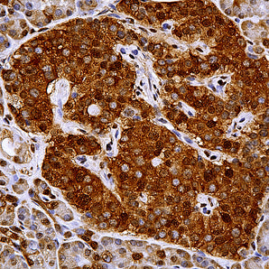 Mouse Monoclonal Antibody to Glyceraldehyde-3-Phosphate Dehydrogenase(GAPDH), Cat# MCA-1D4