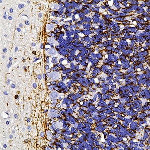 Mouse Monoclonal Antibody to CNP, Cat# MCA-1H10