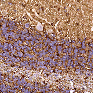 Mouse Monoclonal Antibody to Enolase 1 (Non-Neuronal Enolase, NNE, ENO1, &alpha;-enolase), Cat# MCA-253
