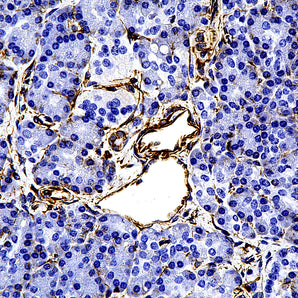 Mouse Monoclonal Antibody to Vimentin, Cat# MCA-2A52