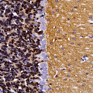 Mouse Monoclonal Antibody to Visinin Like Protein 1 (VLP1), Cat# MCA-2D11