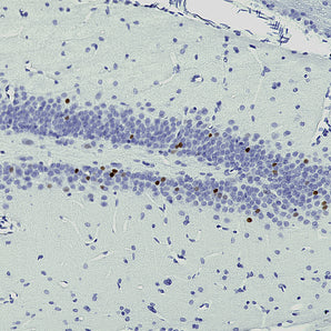 Mouse Monoclonal Antibody to c-FOS (cFos, Fos, AP-1) Cat# MCA-2H2