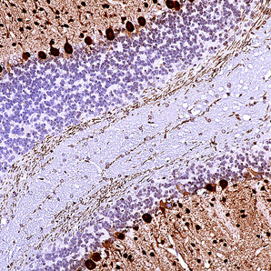 Mouse Monoclonal Antibody to Parvalbumin, Cat# MCA-3C9