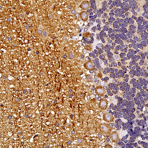 Mouse Monoclonal Antibody to αII-Spectrin Cat# MCA-3D7