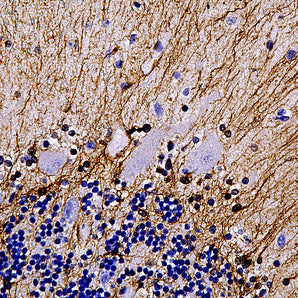 Mouse Monoclonal Antibody to Glial Fibrillary Acidic Protein (GFAP), Cat# MCA-3E10