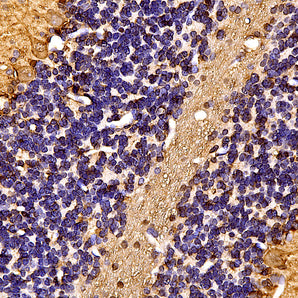 Mouse Monoclonal Antibody to 14-3-3η (14.3.3. Eta), Cat# MCA-3G12