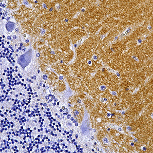 Mouse Monoclonal Antibody to Growth Associated Protein 43 (GAP43), Cat# MCA-3H14