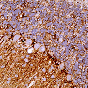 Mouse Monoclonal Antibody to Aldehyde Dehydrogenase 1 Family Member L1 (ALDH1L1), Cat# MCA-4A12