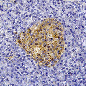 Mouse Monoclonal Antibody to Annexin A6, Cat# MCA-4G3