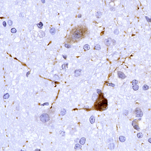 Mouse Monoclonal Antibody to mCherry, Cat# MCA-5A6