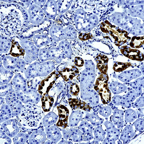 Mouse Monoclonal Antibody to Calbindin, Cat# MCA-5A9