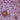 Mouse Monoclonal Antibody to Actin, all Isotypes, Cat# MCA-5J11