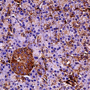 Mouse Monoclonal Antibody to Actin, all Isotypes, Cat# MCA-5J11