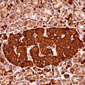 Mouse Monoclonal Antibody to Annexin A5, Cat# MCA-6A12