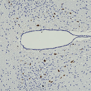 Mouse Monoclonal Antibody to tdTomato Cat# MCA-6F12