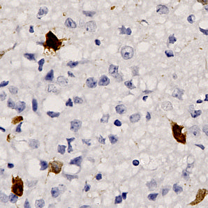 Mouse Monoclonal Antibody to tdTomato (Tomato), Cat# MCA-6F12