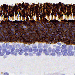 Mouse Monoclonal Antibody to Rhodopsin, Cat# MCA-A531